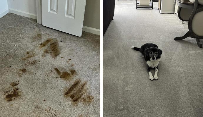Collage of pet stain carpet and pet on clean carpet