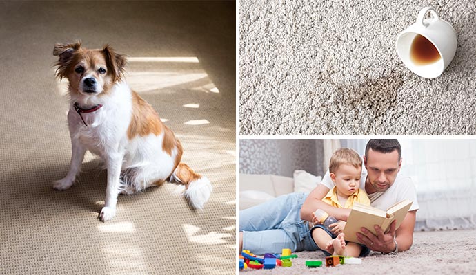 Collage of dog sitting on a carpet, spilled coffee and a father and a child reading on carpet Collage of dog sitting on a carpet, spilled coffee and a father and a child reading on carpet