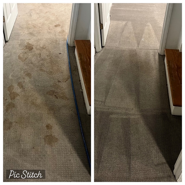 Dog Urine removal Before & After
