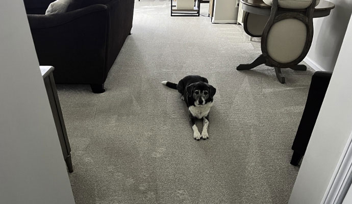 A dog lying down on a freshly cleaned grey carpet