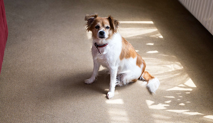 A small brown and white dog sitting on a carpet